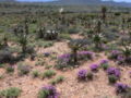 Karoo P1030721.JPG