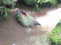 Kea bathing.jpg
