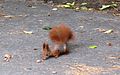 Kharkov Squirrel A.JPG