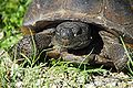 LWNWR GopherTurtle01.jpg
