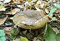 Lactarius necator.JPG