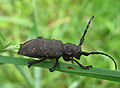 Lamia textor02.jpg