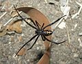 LatrodectusHesperus 1065.JPG
