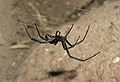 LatrodectusHesperus 1069.JPG