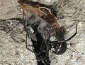 LatrodectusHesperus 1186.JPG