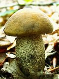 Leccinum carpini.JPG