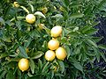 Lemon tree Berkeley closeup2.jpg