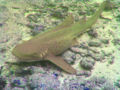 Leopard shark.jpg