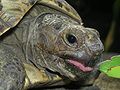 Leotortoise2.jpg