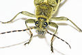Lepturobosca virens-2.JPG