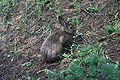 Lepus americanus 5645.JPG