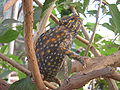 Libya. Chameleon..jpg