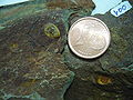 Lingula sp.1 - Devonico superior.JPG