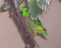 Loriculus galgulus01.jpg