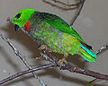 Loriculus galgulus03.jpg