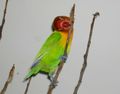 Lovebird Chewing Stick.JPG