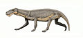Lycaenops.jpg