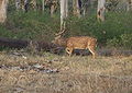MNP spotted deer buck.JPG