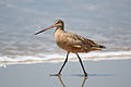 MarbledGodwit.jpg