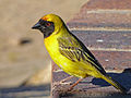 Maskenwebervogel.jpg