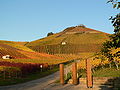 Neckarsulm Weinberge.JPG