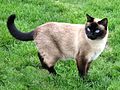 Neighbours Siamese.jpg