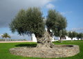 Olive tree.jpg