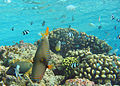 Orange-lined Triggerfish2.jpg