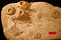 OrdCrinoidHoldfasts.jpg