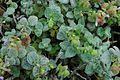 Origanum dictamnus 1.JPG