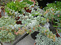 Origanum dictamnus 3.JPG