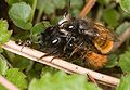 Osmia cornuta copulation 2.jpg