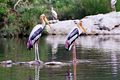 Painted storks ranganathittu 043.JPG