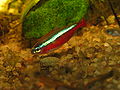 Paracheirodon cardinalis.JPG