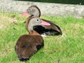 Patos GDFL6a.JPG