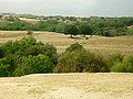 Penhalba0505.jpg