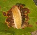 PhobUnderside.JPG