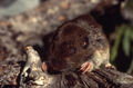 Pocket gopher.jpg