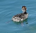 PodilymbusPodiceps 6866.JPG