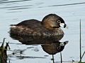 Podilymbus podiceps 3484.JPG