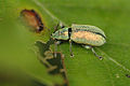 Polydrusus.cervinus.jpg