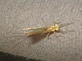 Potamanthus luteus 01.JPG