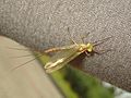 Potamanthus luteus 02.JPG