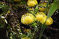Protea sp2.JPG