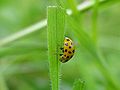 Psyllobora vigintiduopunctata seite.jpeg