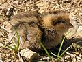 Quail chick 02.jpg