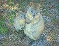 Quokka-Raffi Kojian-CIMG6317.JPG