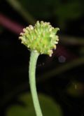 Ranunculus achenes.jpg