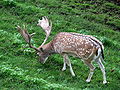 Rapperswil - Damhirsch lMG 0363.JPG