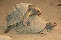 Red-footed Tortoise Love.jpg